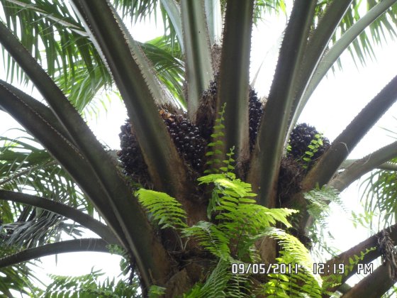 palmfruit2.jpg