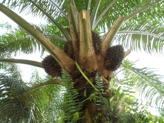 palmfruit4.jpg