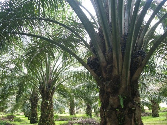 palmfruit6.jpg
